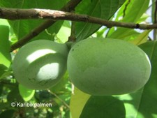 Asimina triloba 'Rebeccas
