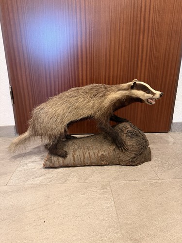 Dachspräparat auf massivem