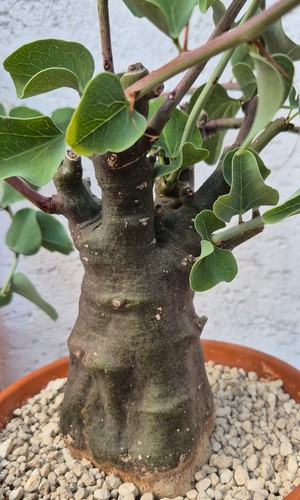 Adenia spinosa sukkulente 7cm - adenia,