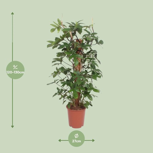 Philodendron pedatum ca - philodendron,