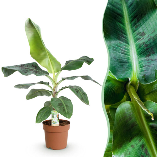 Zimmerpflanzen musa acuminata - zimmerpflanzen,