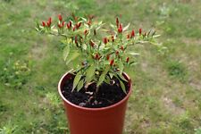 10 Samen Mini-Chili Bonsai-Chili Capsicum Minimum schöne Zimmerpflanze 
