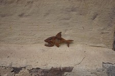 Fisch in Edelrost Wandbild Angeln Schild Rost