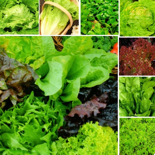 Salatsamen salat samen für - salat,