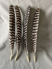 12 - Grade #1 Wild Turkey