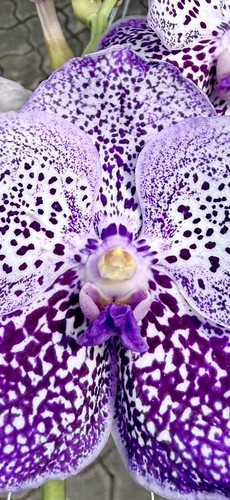 Vanda perfect purple - vanda,