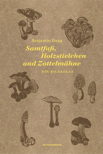 Samtfuß holzstielchen und - holzstielchen,