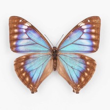 Morpho aega pseudocypris - morpho,