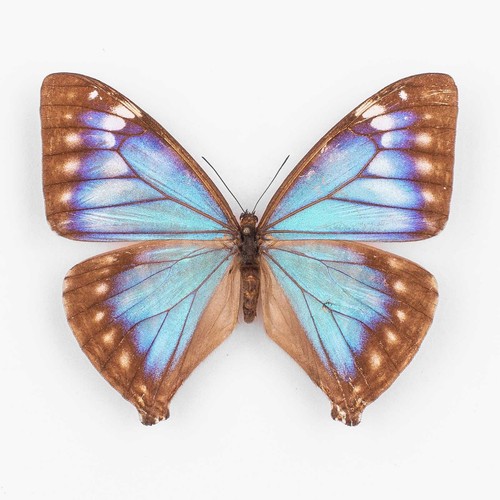 Morpho aega pseudocypris - aega,