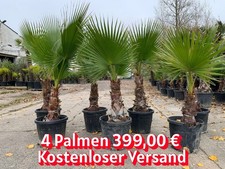 4 PALMEN Washingtonia Robusta Gesamtöhe ca. 150-180 cm Winterhart bis ca. -8°C