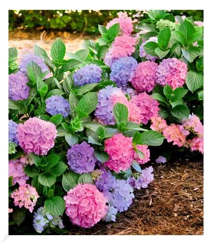 Winterharte freiland hortensie - winterharte, freiland-hortensie