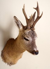 Schöner 6ender Rehkopf Roe Deer Taxidermy
