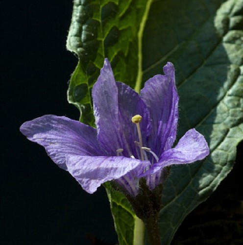 Samen alraune mandragora - alraune,