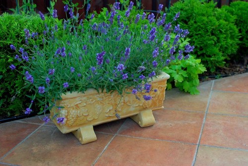 Blumenkasten pflanzschale - 🔶blumenkasten,