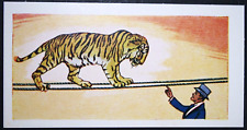 TIGHTROPES WALKING TIGER Circus Act Vintage 1970er Illustrierte Karte HD18M