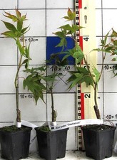 Acer palm. "Osakazuki",    mit prächtiger Herbstfärbung