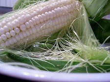 Silver Queen Sweet Corn Seeds