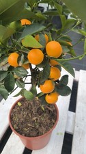 Citrus mitis 60–80cm