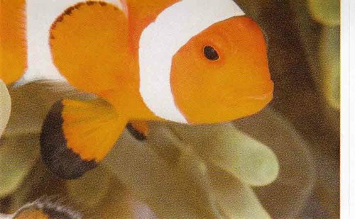 Rewe wwf tier abenteuer - wwf,