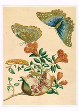 Morpho Menelaos Butterfly