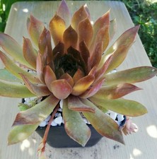 Sempervivum "Goldmarie" - 2x