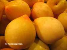 Pflaumenbaum 'Son Gold'