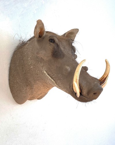 Warzenschwein schultermontage - warzenschwein,