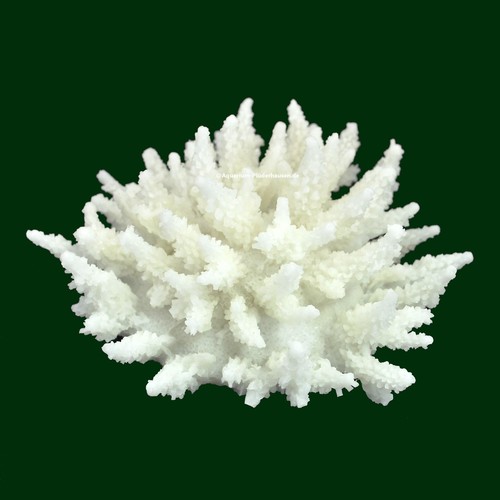 Steinkoralle x 8 cm - 13,