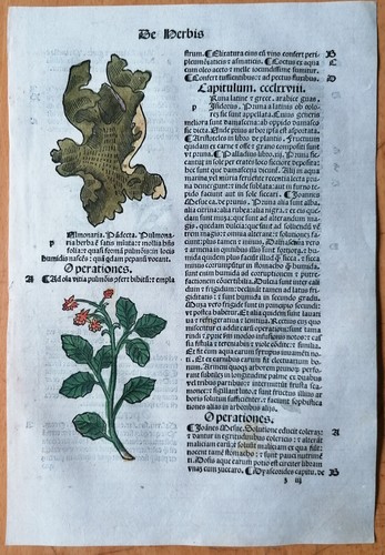 Original post inkunabel hortus - post,