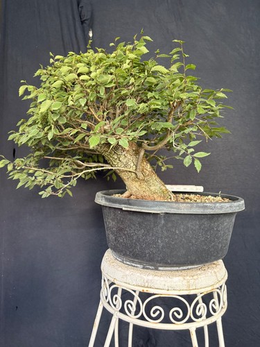 Feldulme bonsai prebonsai - bonsai,