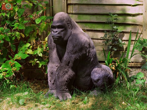 Grosser silberrücken gorilla - grosser,