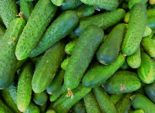 50 Samen Einlegegurke
