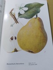 Wir zeigen Birnensorten - Rudolf Koloc, Neumann Verlag 1964- sehr gutes Exemplar