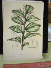 Vintage Print,PHARUS,Horto Van