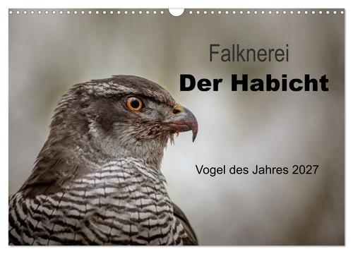 Falknerei der habicht - falknerei,