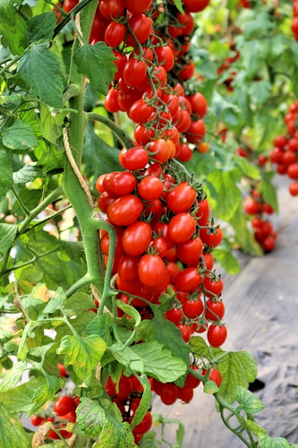 Tomatensamen - , (7+