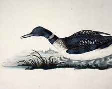 1794 Edward Donovan, Northern