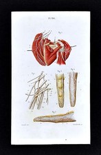 1867 Masse Human Anatomy Print