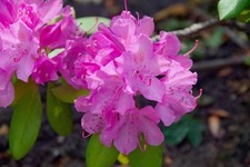 Rhododendron Stecklinge pink winterharte Pflanzen Blumen für den Garten