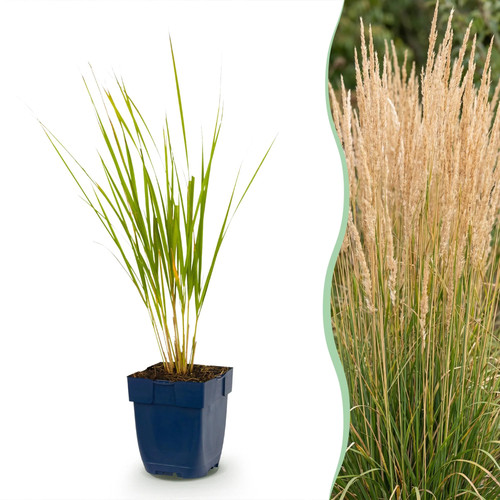 Calamagrostis karl foerster - calamagrostis,