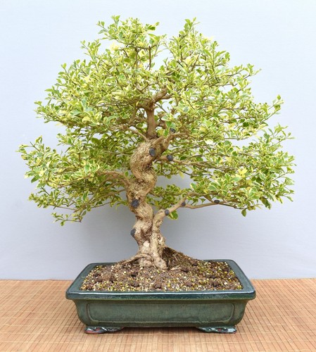 Bonsai indoor taubenbeere - indoor,,
