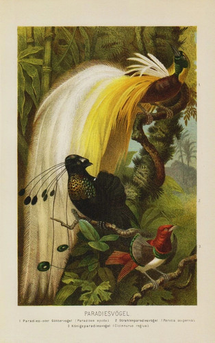 Paradiesvogel göttervogel - paradiesvogel,