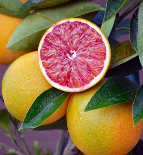 Orangenbaum cm - orangenbaum,