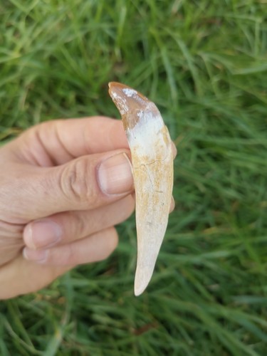 Basilosaurus tooth whale - basilosaurus,