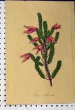 Original alter antiker Druck