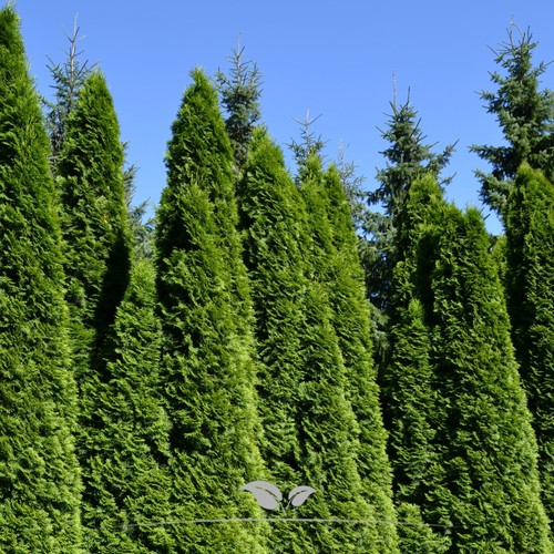 Thuja smaragd 180 - thuja, 3