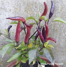 Chili Maya Purple Passion 10