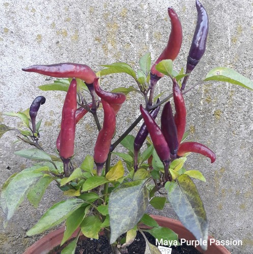 Chili maya purple passion - maya,
