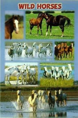 Wild horses poster - horses, (pferde),