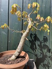 Pre Bonsai Outdoor, Eiche, ca